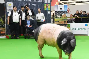 Beau succès pour la première vente aux enchères de cochons de race au Salon de l'Agriculture