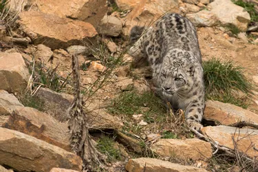 Le Top 10 des espèces menacées au parc animalier d'Auvergne d'Ardes-sur-Couze