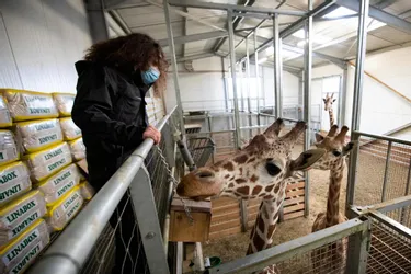 Fermé à cause de la pandémie, le parc animalier d'Auvergne espère rouvrir dès le 31 mars