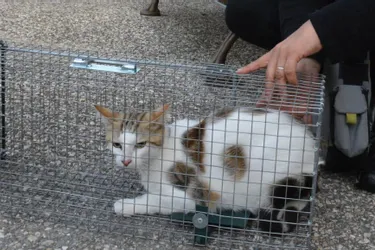 Au Monastier-sur-Gazeille, la commune stérilise les chats errants