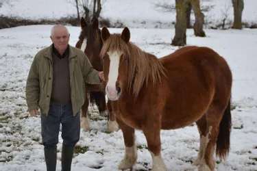 La Haute-Loire, 5e plus gros éleveur de chevaux lourds en France, cherche un nouveau souffle