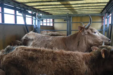Seize vaches sauvées après la découverte des 58 bêtes mortes dans le Cantal