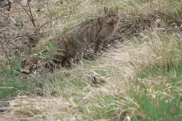 Il fut un temps où l’Auvergne avait ses lynx et chats sauvages… Reste le chat forestier