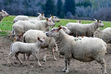 Des agneaux attaqués à Pierrefitte-sur-Loire (Allier), l'éleveur craint la présence du loup