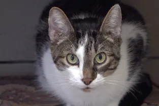 Mignon, un chat à adopter à l'APA du Puy-de-Dôme