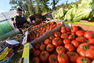 Plus d'une tonne de tomates récoltée chaque semaine aux Jardins de Saintary à Rimondeix (Creuse)