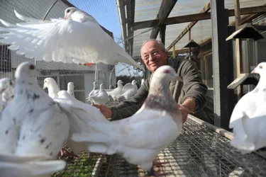 Pour des concours de beauté, Gérard Ganière élève des pigeons de race