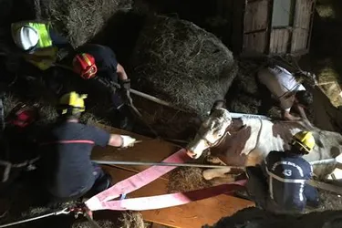 Haute-Loire : une vache coincée plus de 10 heures à travers un plancher