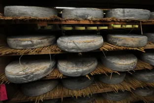 Des fromages saint-nectaire du Grand Murols contaminés par la Listéria