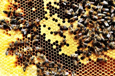 Haute-Loire : Les abeilles ont butiné à volonté