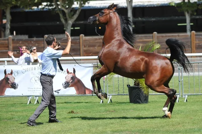 Licol De Présentation Pour Cheval Arabe - Sellerie Faras - Bordeaux - Neuf