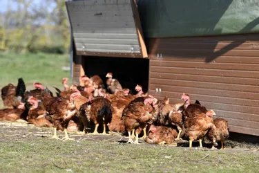 Aucun cas d'influenza aviaire dans l'Allier : des mesures de prévention renforcées à Gannay-sur-Loire