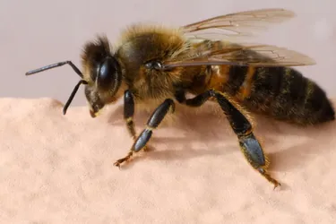 À Dontreix, l'abeille noire a trouvé un havre de paix