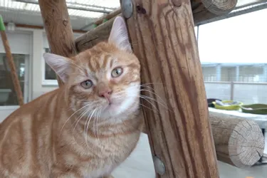 Garfield et une centaine d'autres chats à adopter à l'APA du Puy-de-Dôme