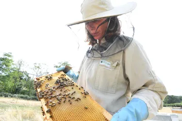 Mannaig de Kersauson, spécialiste des abeilles, alerte sur l'importance de la présence indispensable de plantes mellifères