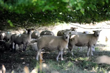 Accident fatal pour trois moutons qui n'ont pas traversé dans les clous
