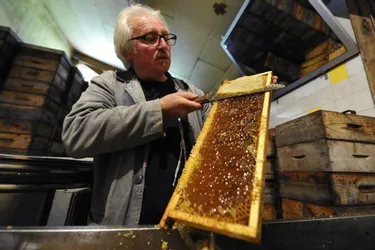 Une météo 2020 plus clémente pour la production de miel à la Cité de l'abeille, à Viscomtat (Puy-de-Dôme)