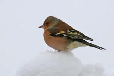 En hiver, les oiseaux survivent au jour le jour