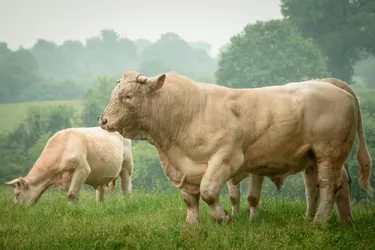 Crise de l'élevage : la Fédération nationale bovine veut provoquer un électrochoc