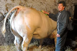 Le Gaec de Rigny présentera douze bêtes au 155e concours agricole de Varennes-sur-Allier