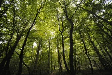 Une éponge qui absorbe le pétrole, une forêt primaire pour chasser le dioxyde de carbone... Les bonnes nouvelles du week-end à retenir