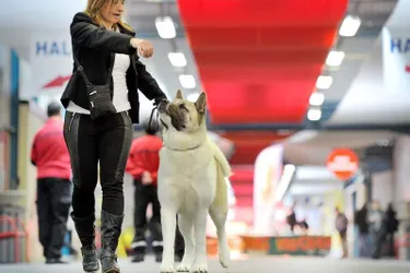 Les maîtres aux petits soins pour leurs chiens à l'Exposition canine internationale