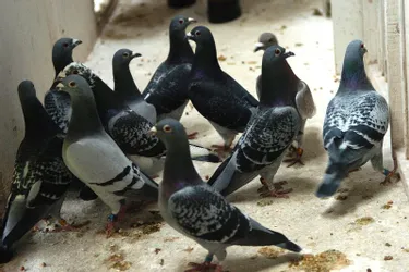 Insolite : des pigeons blessent un livreur !