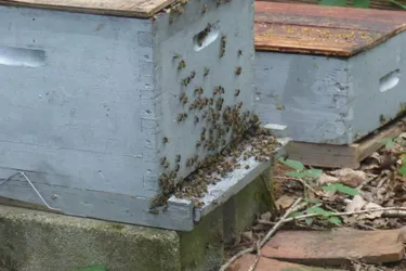 Piqué par des dizaines d’abeilles, un apiculteur meurt en Saône-et-Loire