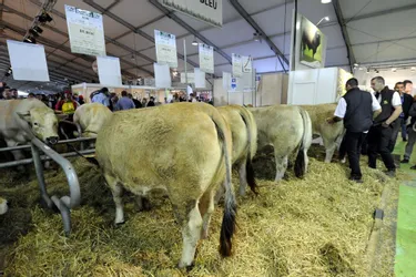 Cas suspects de FCO dans le Puy-de-Dôme : vers un Sommet de l'élevage sans ruminant ?