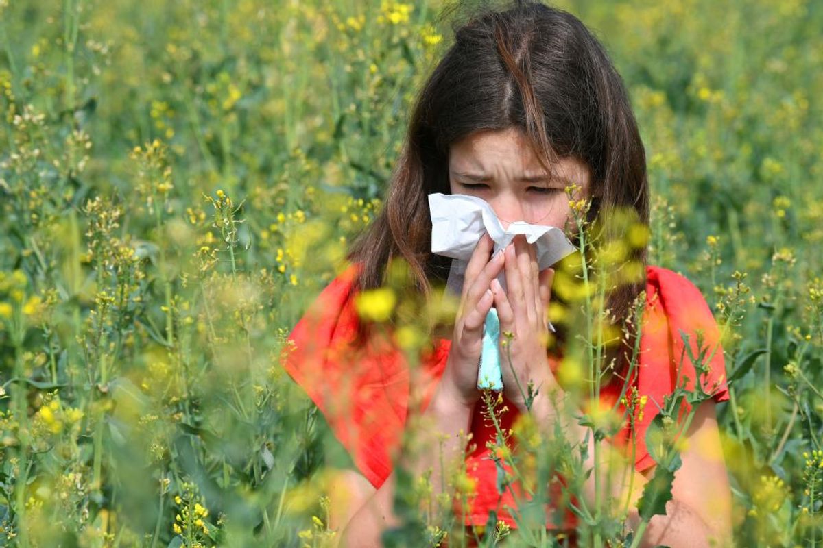 Allergie au pollen de graminées l'Auvergne et le Limousin en alerte — free download
