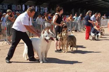 Plus de 1.500 chiens à la 29e exposition canine