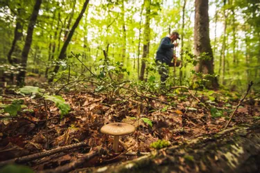 Cueilleur de champignons porté disparu vers Vollore-Ville (Puy-de-Dôme) : l'appel à témoins toujours en vigueur