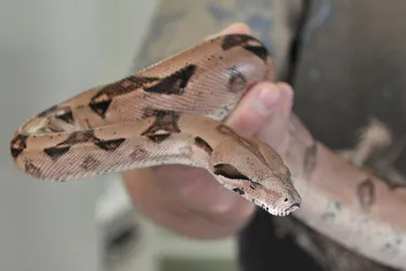 Un serpent de plus de cinq mètres découvert à Allanche