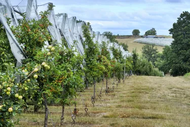 Corrèze : l’inquiétude des producteurs fruitiers face à la sécheresse