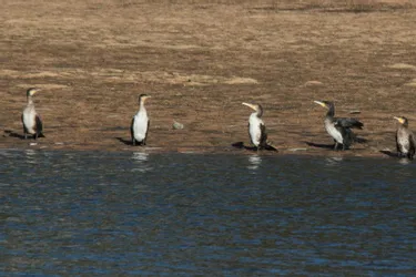 Les pingouins montent la garde à l’étang