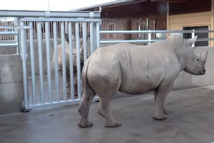 A la rencontre des trois rhinocéros blancs au parc animalier le Pal (Allier)