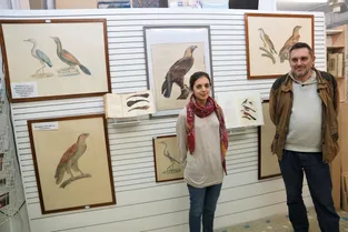 Les merveilleux oiseaux de Jacques Barraband à retrouver à la galerie Chamaux jusqu’à fin juin