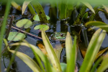 Ave Fréquence grenouille, partez à la découverte des amphibiens de la Creuse