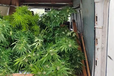 Une dizaine de pieds de cannabis découverts dans un campement de gens du voyage à Riom