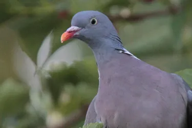 Le pigeon prend la poudre d’Espelette