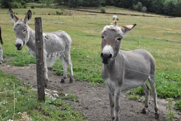 Deux ânes présentant des mutilations retrouvés morts à Chambon-sur-Dolore (Puy-de-Dôme)
