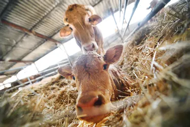 Les agriculteurs de la Creuse avancent des solutions face à la crise de la filière viande bovine
