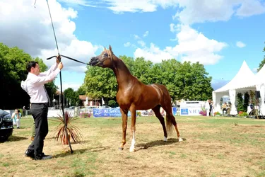 International arabian horse show au terrain du Sichon