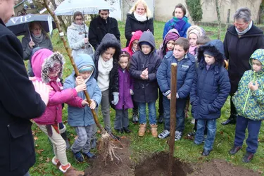 Un arbre pour le climat planté à l’école