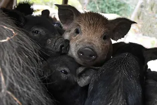 Des cochons de Creuse exportés pour renouveler la génétique de cochons corses