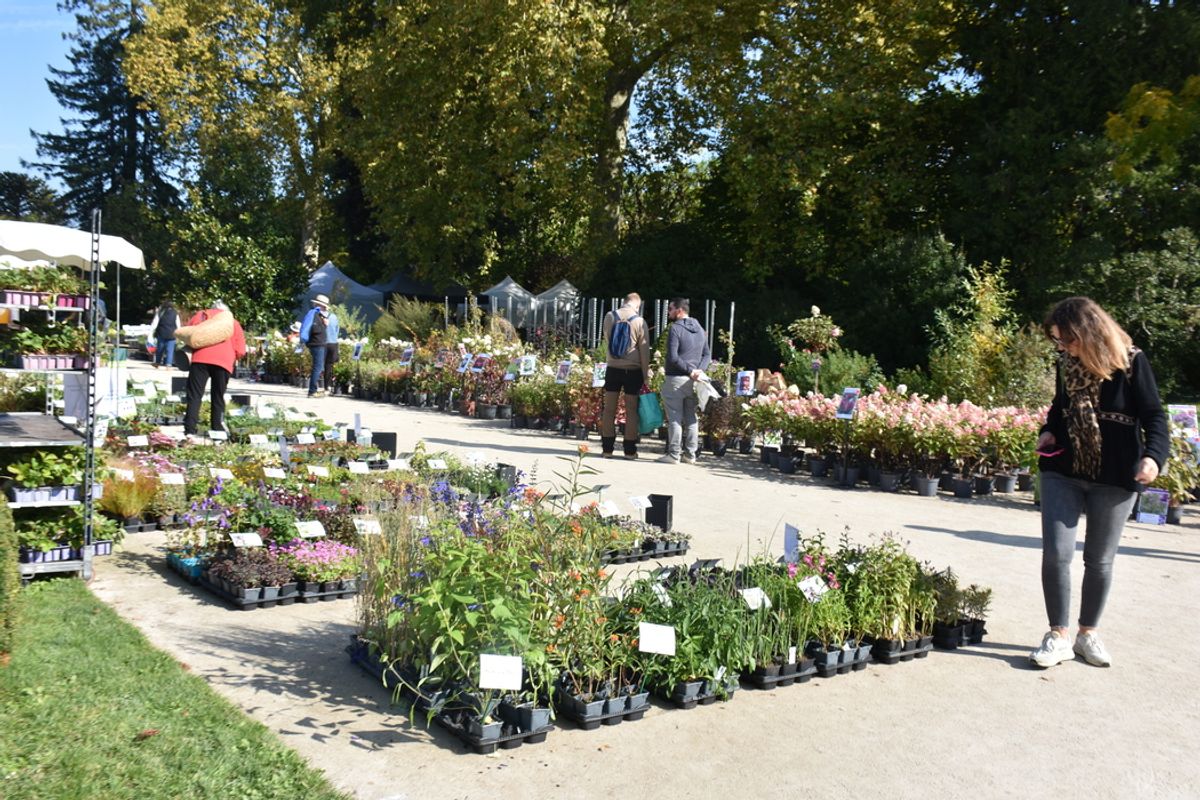 « Laisser place au coup de cœur » : la Fête des plantes d’automne bat son plein à Orléans