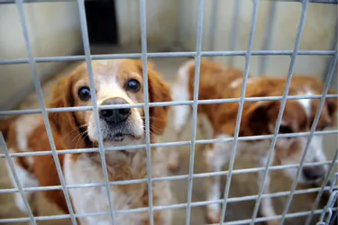 Une chienne croisée épagneul breton-labrador victime d’actes de barbarie