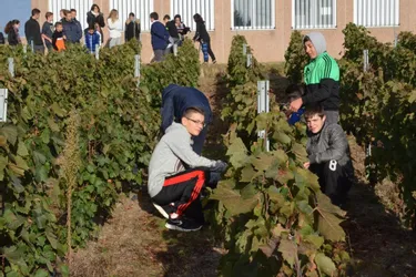 Les élèves d’Émile-Mâle ont récolté leurs 700 m² de vigne, exposés plein sud