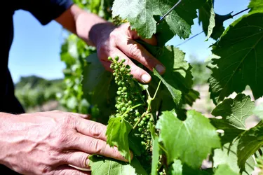 Après deux nuits de gel, les vignerons de Corrèze craignent plus de 50% de pertes