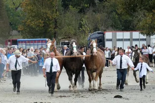 Concours départemental de chevaux lourds à Maurs